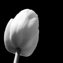Landschappen, Flora en Fauna